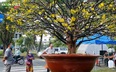 Cận cảnh những cây mai trăm tuổi giá vài tỷ tại chợ hoa nhà giàu Sài Gòn 