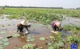 Năm nay nước về vùng Đồng Tháp Mười của Tiền Giang thế nào mà dân xác định &quot;sống chung với lũ&quot;?