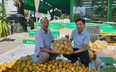 Hội Nông dân Đà Nẵng kết nối tiêu thụ sản phẩm cam vàng giúp nông dân Hà Giang