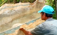 Mùa nước nổi miền Tây, dân Vĩnh Long nuôi cá trong vèo, cá nhanh lớn, cứ bán 3 tấn cá nông dân lời 1 tấn