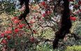 Lai Châu: "Phát hờn" khi vô rừng hoa đỗ quyên đẹp như miền cổ tích trên đỉnh Nam Kang Ho Tao