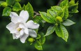 Công thức độc quyền pha chế &quot;thần dược&quot; tưới cho cây cảnh dành dành xanh mướt, nở hoa trắng xóa