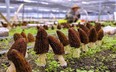 Cận cảnh quy trình trồng và thu hoạch nấm bụng dê ở Trung Quốc