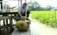 Một nông dân Vĩnh Long bằm hàng tạ trái mít Thái cho đàn cá sông ăn, ước chừng 5-6 tấn cá tự nhiên