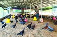 Giá gia cầm tăng liên tục, nuôi 1.000 con gà, nông dân Ninh Bình lãi 30 triệu đồng