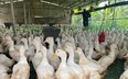 Giá gia cầm hôm nay 8/8: Giá gà, giá vịt thịt chững lại, các mặt hàng tiêu thụ chậm