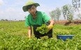 Làm bột rau má, diếp cá, tía tô OCOP, cô gái trẻ TP.HCM đưa hình ảnh rau Củ Chi ra thế giới