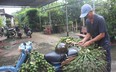 Thứ cây cảnh bán trái, gặp thời được giá, cung không đủ cầu, dân xã này ở Đồng Nai bảo nhau trồng thêm
