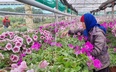 Thái Bình: Thương lái về tận ruộng đặt mua hết hoa Tết, người trồng hoa phấn chấn vì “trúng đậm”