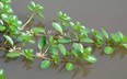Thứ rau dại xưa mọc đầy dọc kênh mương, sông rạch miền Tây, ai ngờ nay thành đặc sản, đắng mà đắng ngon