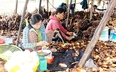 Huyện nào của Đồng Nai bao quanh 3/4 là sông nước, có loại cây lá bán ra tiền, quả là đặc sản?