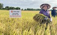 Một hợp tác xã ở Long An, già - trẻ đồng lòng làm lúa bán... tín chỉ carbon