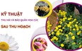 SỔ TAY NHÀ NÔNG: Bảo quản hoa cúc sau thu hoạch sao cho tươi lâu