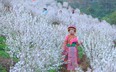 Mê mẩn vườn hoa nhất chi mai trắng như tuyết ở Lai Châu