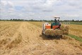 Đồng Tháp: Thêm nguồn thu từ rơm tươi sau khi thu hoạch lúa Đông Xuân