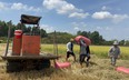 Đồng Nai: Lúa đông xuân được mùa được giá nhưng nông dân thu lợi nhuận không nhiều