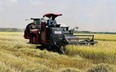 Trên cánh đồng lớn ở Đồng Nai, nông dân hối hả gặt lúa chạy nắng