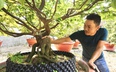 Vườn trồng toàn những cây mai vàng độc nhất, anh nông dân Quảng Nam có thu nhập tốt