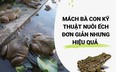 SỔ TAY NHÀ NÔNG: Mách bà con kỹ thuật nuôi ếch trong ao đơn giản mà hiệu quả