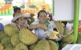 200.000 người tham quan lễ hội trái cây ở TP.HCM, mua đứt 300 tấn sầu riêng, vải thiều, bơ sáp…