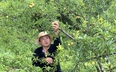 Anh nông dân Lào Cai trồng giống mận gì lạ lắm, chả phải đi chợ, khách tự vô vườn hái quả, trả tiền
