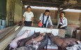 Quảng Nam: Nuôi lợn từ khoản vay 10 triệu, anh nông dân đổi đời, xây được nhà đẹp