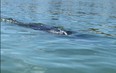 Thừa Thiên Huế: Xuất hiện một con cá voi dài 7m bơi sát bờ biển 