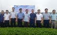 Hội Nông dân Lào Cai hỗ trợ nông dân thực hiện mô hình sử dụng phân bón hữu cơ trên cây chè