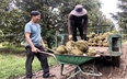 Một nơi ở Gia Lai, ông nông dân trồng hàng trăm "cây tiền tỷ", mới bẻ trái từ 250 cây đã lãi 1,7 tỷ