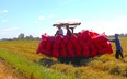Ấn Độ, Myanmar liên tiếp có động thái 'siết' xuất khẩu gạo, giá gạo Việt Nam phá vỡ mọi kỷ lục trong 10 năm