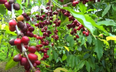 Giá cà phê ngày 13/9: Hai sàn điều chỉnh giảm, xoay quanh ngưỡng 66.000 đồng/kg