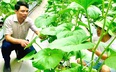 Ninh Bình: Thành lập Tổ hội Nông dân nghề nghiệp nuôi bò sinh sản; giải ngân 600 triệu Quỹ Hỗ trợ nông dân