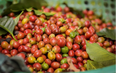 Giá cà phê ngày 20/9: Cà phê Robusta bất ngờ đảo chiều giảm 