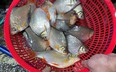 Thứ cá đồng xưa ở Tiền Giang chê lên chê xuống, nay hóa đặc sản, có nhiều xương mà thịt lại ngọt