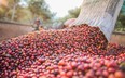 Giá cà phê ngày 21/9: Fed giữ nguyên lãi suất, các nhà đầu tư quay lại, dự báo thị trường cà phê còn biến động