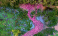 Độc lạ có một không hai: Đàn vịt màu hồng hàng trăm con bơi hình chữ S trên cánh đồng miền Tây