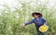 Nước tràn đồng, nói tới rau đồng, dân miệt vườn Vĩnh Long nghĩ ngay đến thứ bông đặc sản này