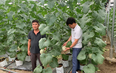 Trồng rau công nghệ cao ở các tỉnh phía Bắc Việt Nam, nông dân, doanh nghiệp có thu nhập gấp đôi