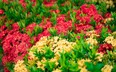 Cây cảnh chói chang như lửa, càng nắng càng rực rỡ, xua đuổi vận rủi, gia tăng may mắn