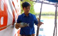 Cho 3 con đặc sản này "chung nhà" trong ao cây ngập mặn ở Bình Định, chả thấy "cãi nhau" mà còn lớn đều