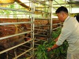 Chuyện lạ Bình Phước: Nuôi "con đại bổ" cho nghe nhạc Bolero