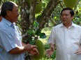 Ngắm vườn mít Thái, mỗi năm lão nông Bình Phước bỏ túi 1 tỷ đồng