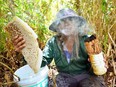 Kiên Giang: Đã mắt, phát thèm trước những tảng mật ong rừng U Minh