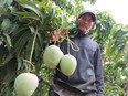 Mê mẩn vườn xoài trái "khổng lồ" như đào tiên ở vùng biên Bình Phước