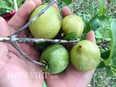 Thòm thèm vị chua ngọt của trái bứa rừng