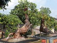 Cặp “Tiên đồng ngọc nữ” giá tiền tỷ của ông “vua” mai vàng Yên Tử
