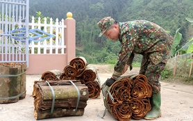 Chuyện lạ Phú Thọ, trai, gái làng này thoát ế ngoạn mục nhờ trồng thứ cây thơm &quot;toàn tập&quot;, có nhà thu tiền tỷ
