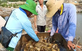 Nuôi cá trê vàng dày đặc ở một xã của Long An, nông dân kéo bắt toàn con tươi ngon thế này đây