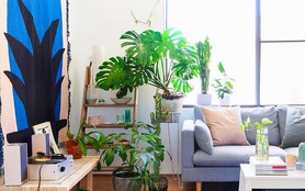 Nhà giàu luôn đặt cây cảnh ở 3 vị trí này để hút tài, chiêu lộc