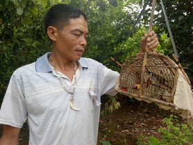 Lạ mà hay: Dùng chim chào mào đầu đàn dụ chim rừng về hót quanh nhà